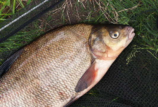 Leszcz Świeży